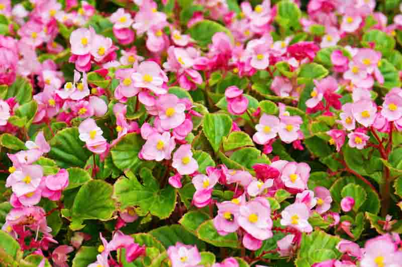 Pink Begonia Flower seeds for Planting - Compact Growth, Heirloom & GMO Free Seeds for Home Garden