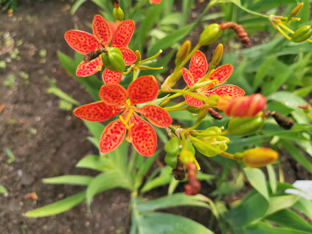 Red Leopard Flower Seeds for Planting - Brighten Your Garden Heirloom Non-GMO Seeds
