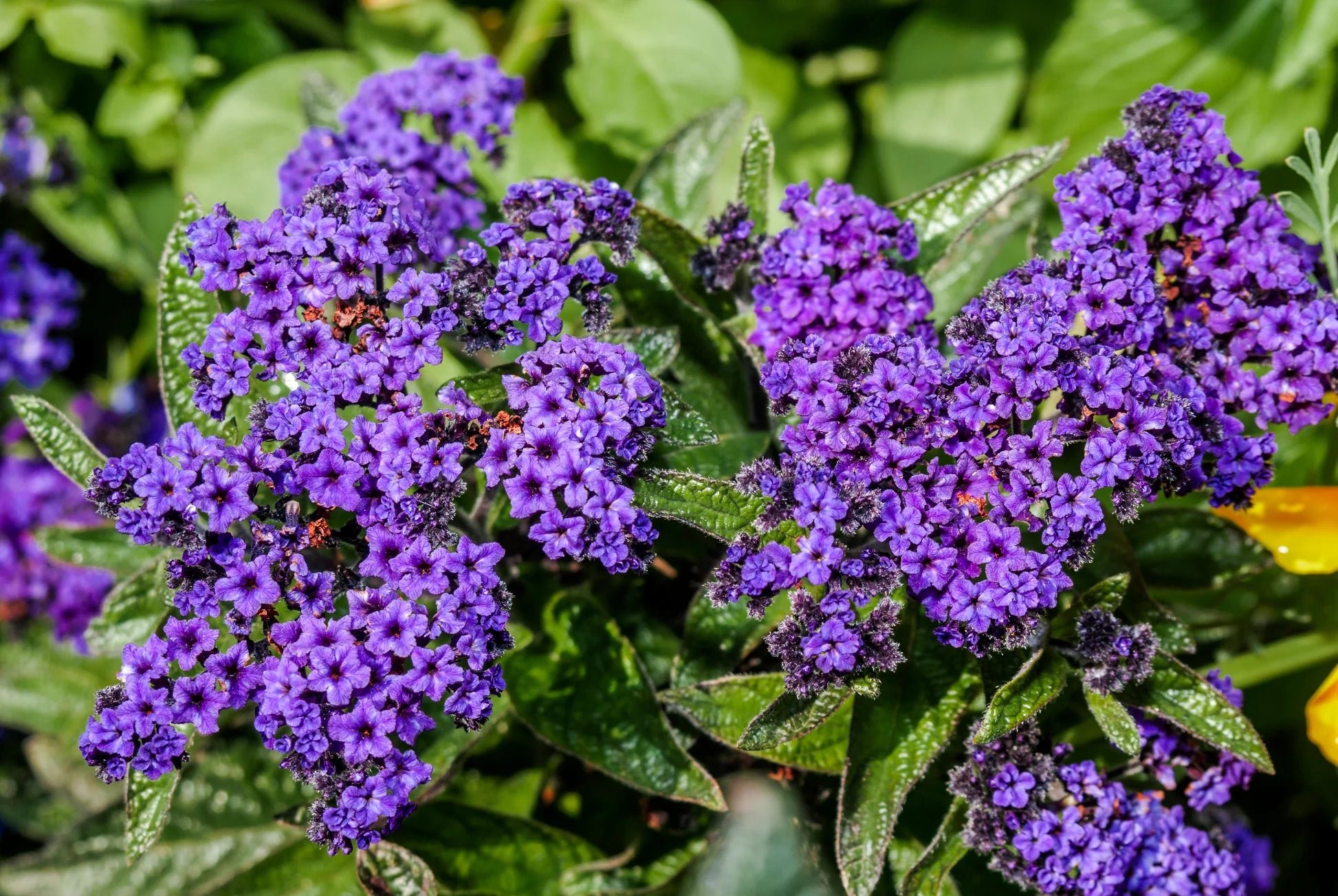 Blue Marine Flower seeds for Planting - Hardy Variety, Heirloom & GMO Free Seeds for Home Garden