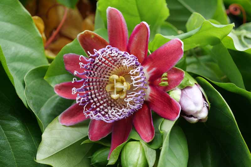 Riesengranadilla Flower seeds for Planting - Garden Favorite, Heirloom & GMO Free Seeds for Home Garden