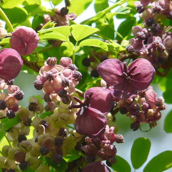 Akebia Quinata Flower seeds for Planting - Cottage Garden Essential, Heirloom & GMO Free Seeds for Home Garden