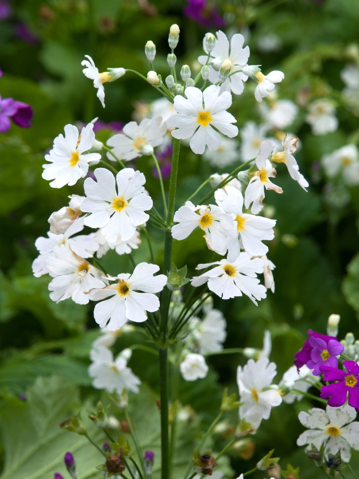White & Yellow Primula Malacoides Flower seeds for Planting - Seasonal Bloomer, Heirloom & GMO Free Seeds for Home Garden
Sale seeds for planting in home garden