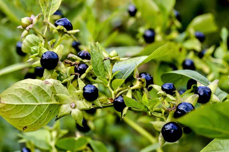 Black Belladonna Seeds for Planting Unique and Mysterious Garden Addition