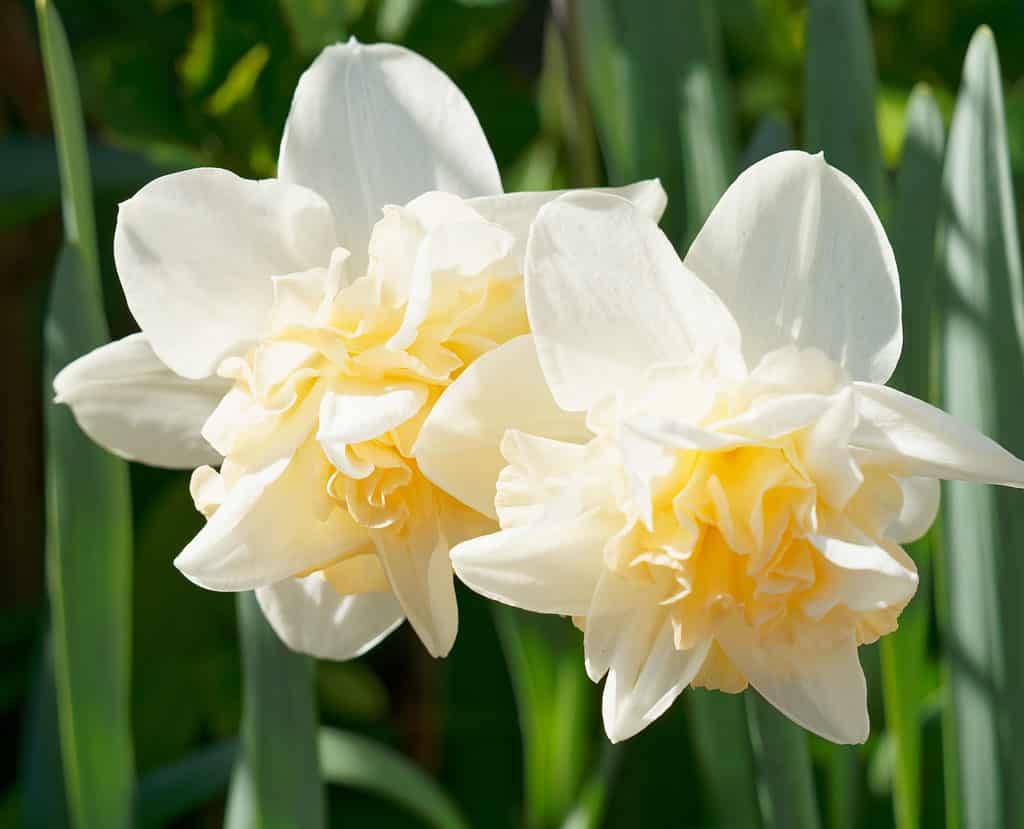 White Yellow Double Petals Narcissus Daffodil Seeds for Planting Shade Tolerant Heirloom & GMO Free Seeds for Home Garden
Sale