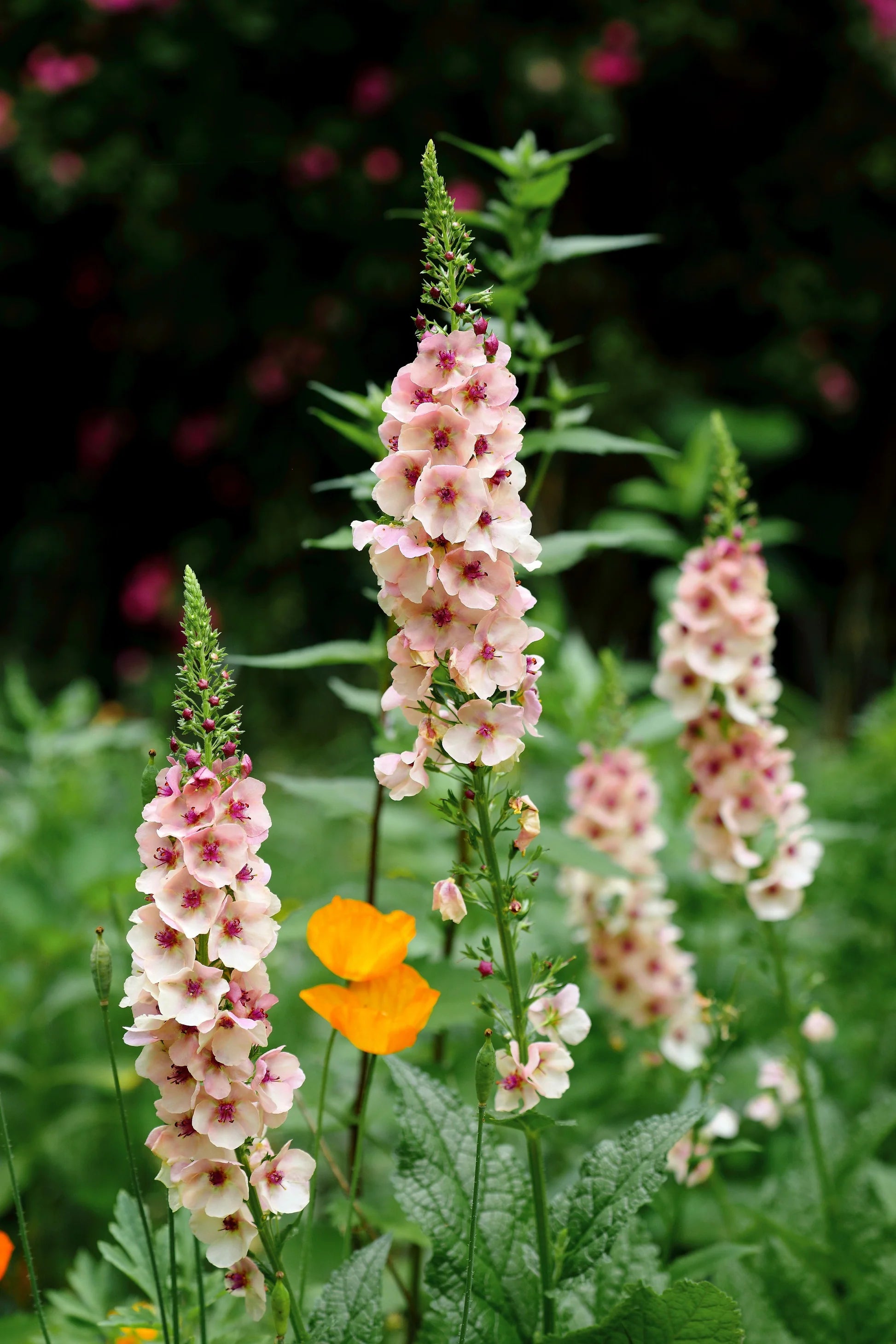 Antique Rose Verbascum Flower seeds for Planting - Cottage Garden Essential, Heirloom & GMO Free Seeds for Home Garden S