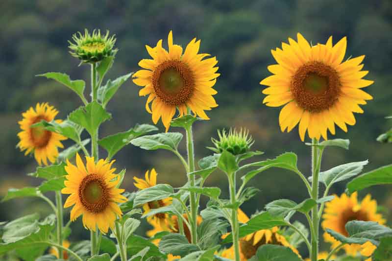 Heirloom SunFlower seeds for Planting Premium Quality Heirloom & GMO Free Seeds for Home Garden