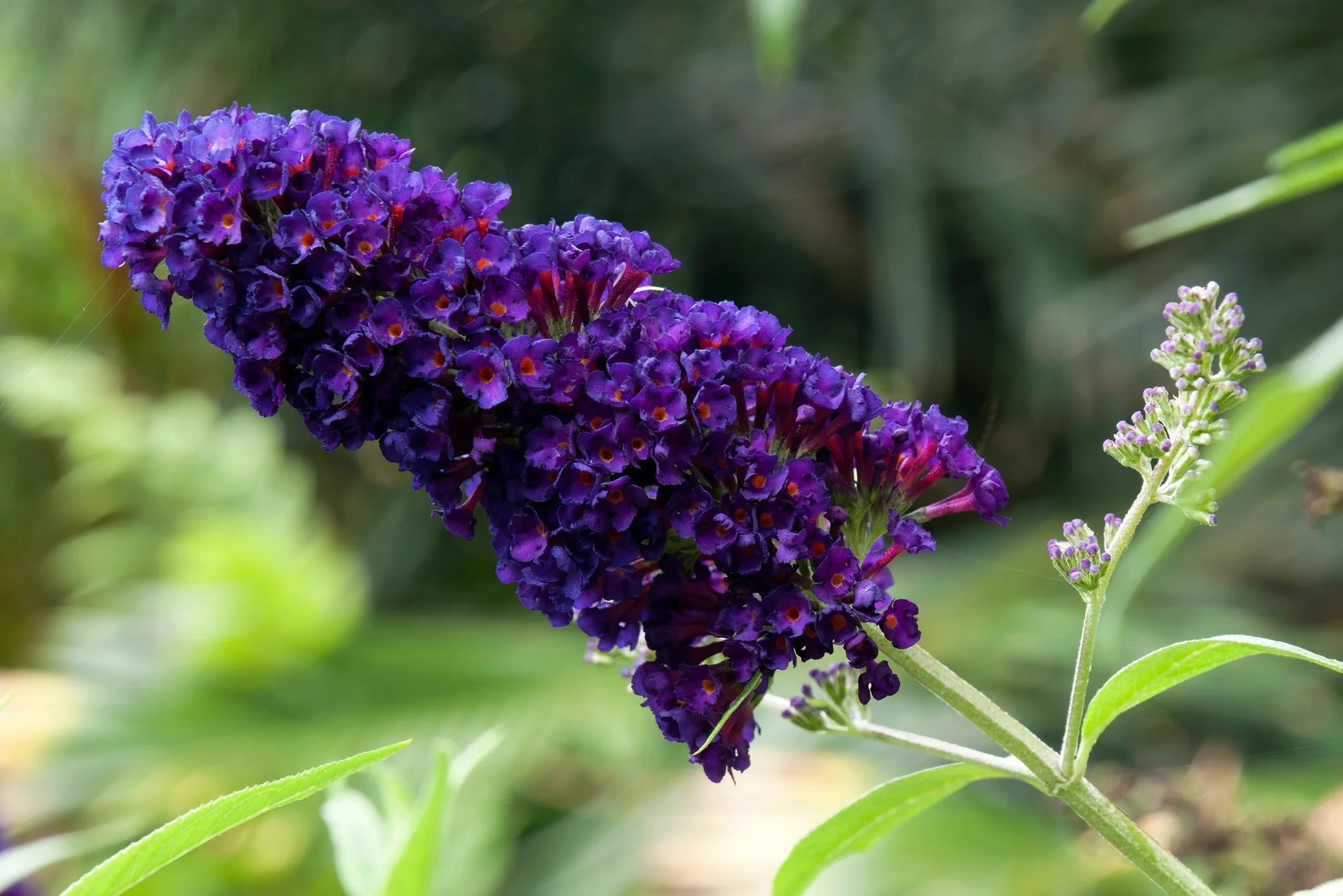 Mix Buddleia Davidii Flower seeds for Planting - Seasonal Bloomer, Heirloom & GMO Free Seeds for Home Garden