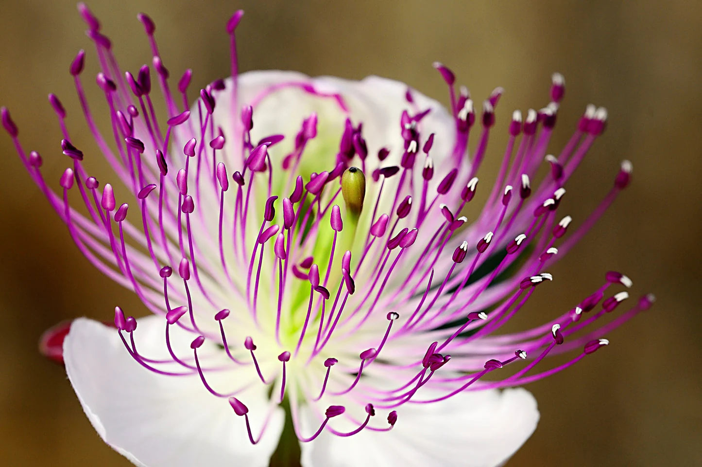 White Pink Capparis Spinosa Seeds for Planting Ideal for Gardens and Pots with Unique Blooms