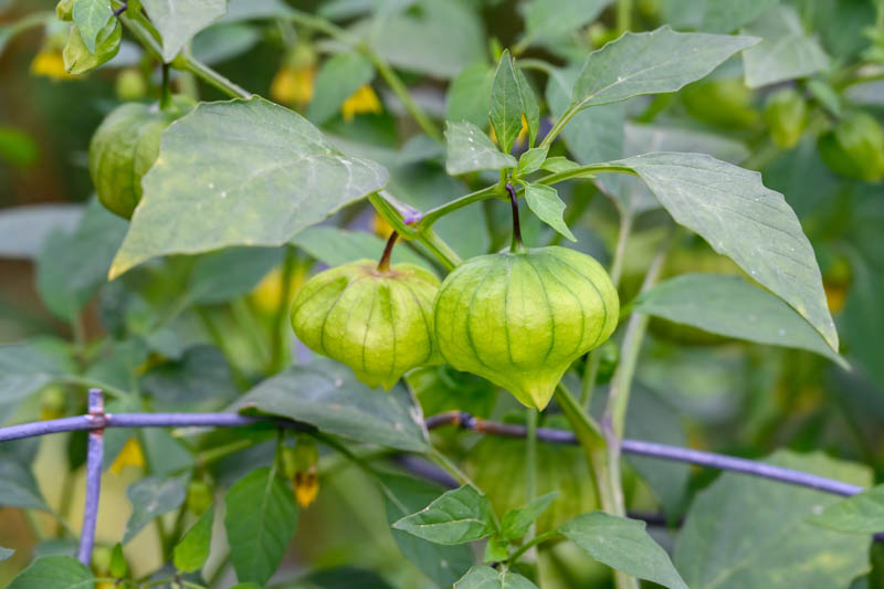 Light Yellow Tomatillo Planting Seeds for Home Gardens