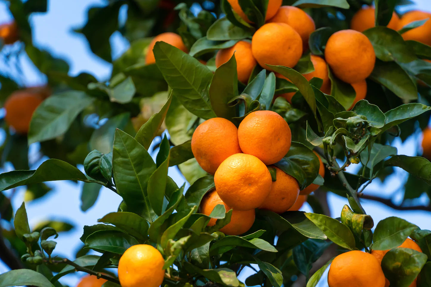Tangerine (Mandarin Orange) Citrus reticulata Fruit Tree Seeds Fruit Tree Seeds for Home Gardens, Containers & Outdoor Growing