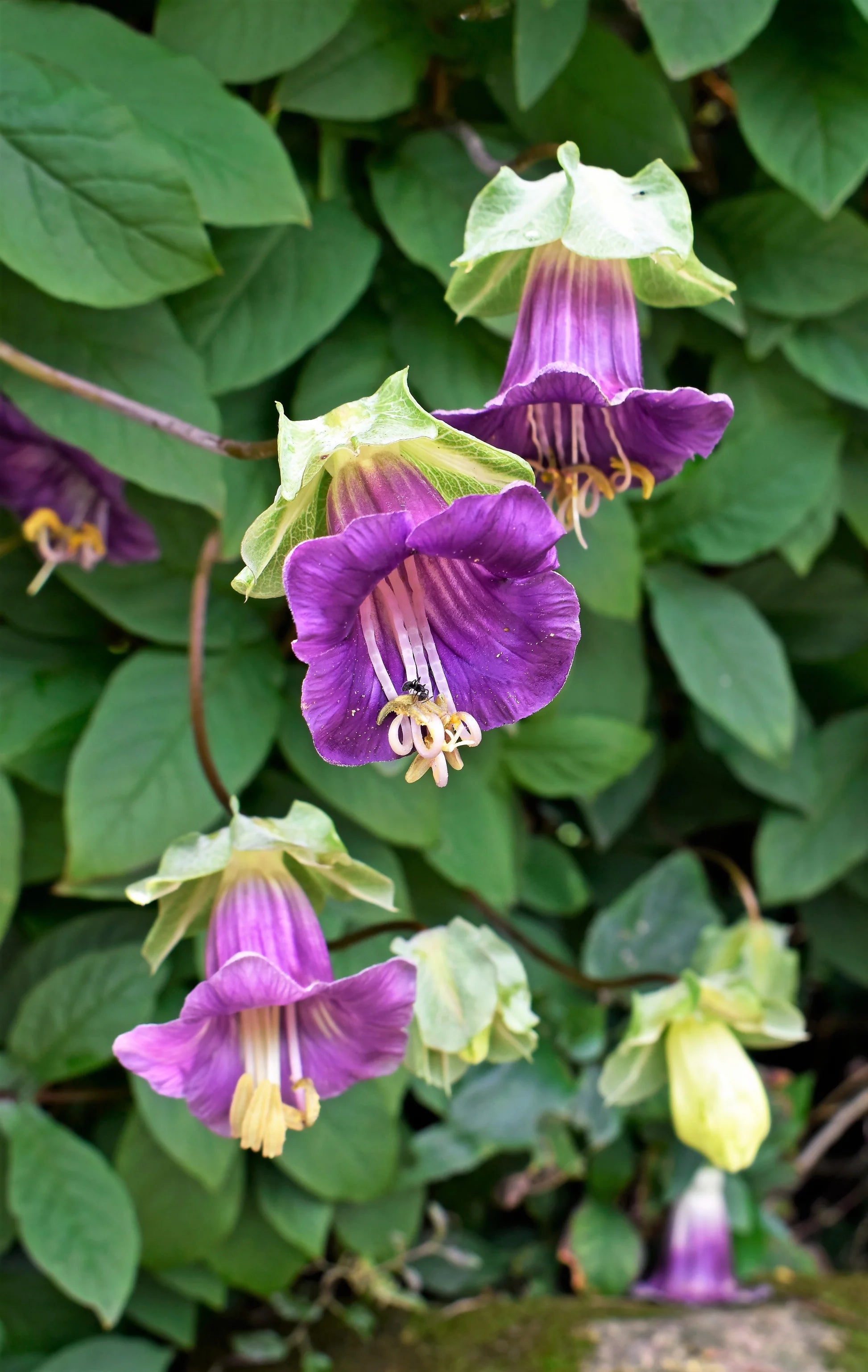 Purple Cathedral Bells Cobaea Scandens Climber Hummingbird Flower seeds for Planting - Bright Blooms, Heirloom & GMO Fre