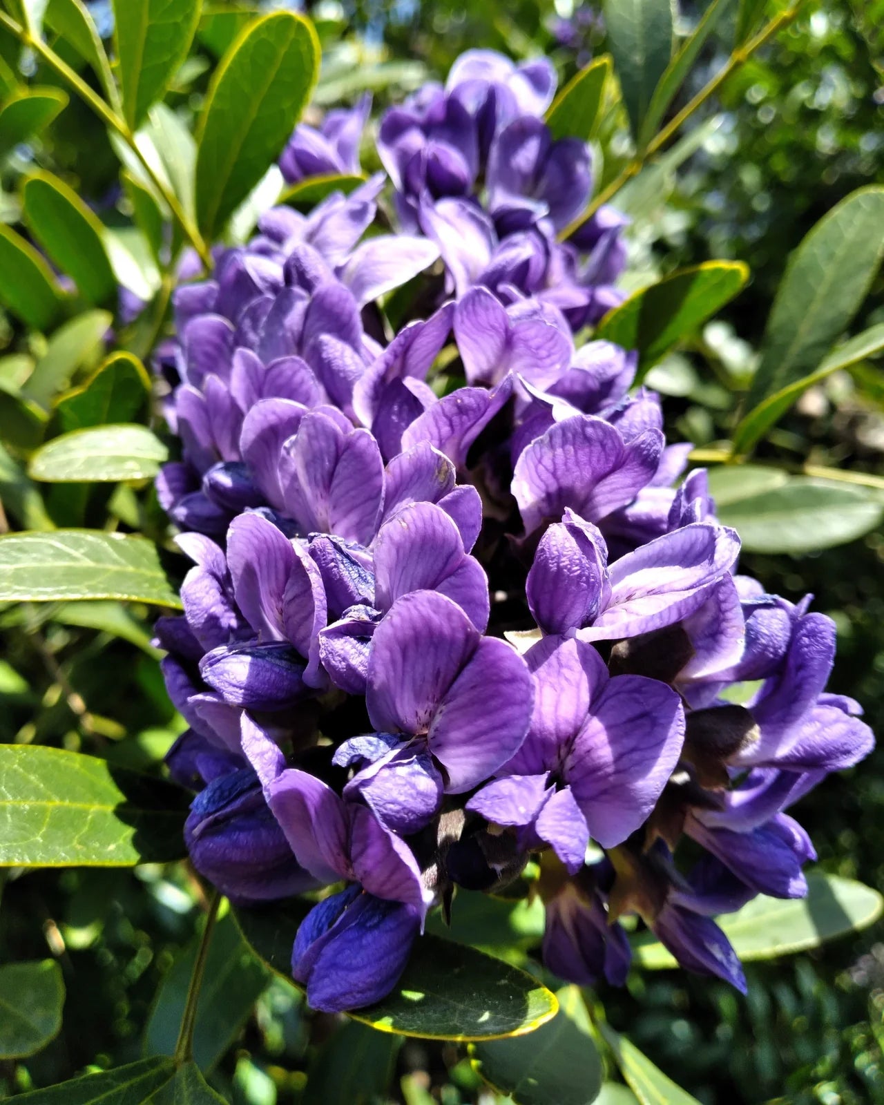 Mescal Flower seeds blooming in flower beds, containers, borders, and pollinator-friendly gardens