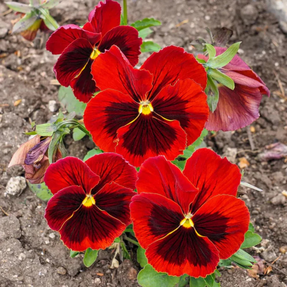 Brown Pansy Flower Seeds for Planting Cottage Garden Essential Heirloom & GMO Free Seeds for Home Garden
Sale