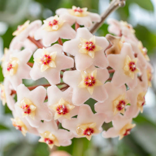 Cream Hoya Flower Seeds for Planting Compact Growth Heirloom & GMO Free Seeds for Home Garden
Sale