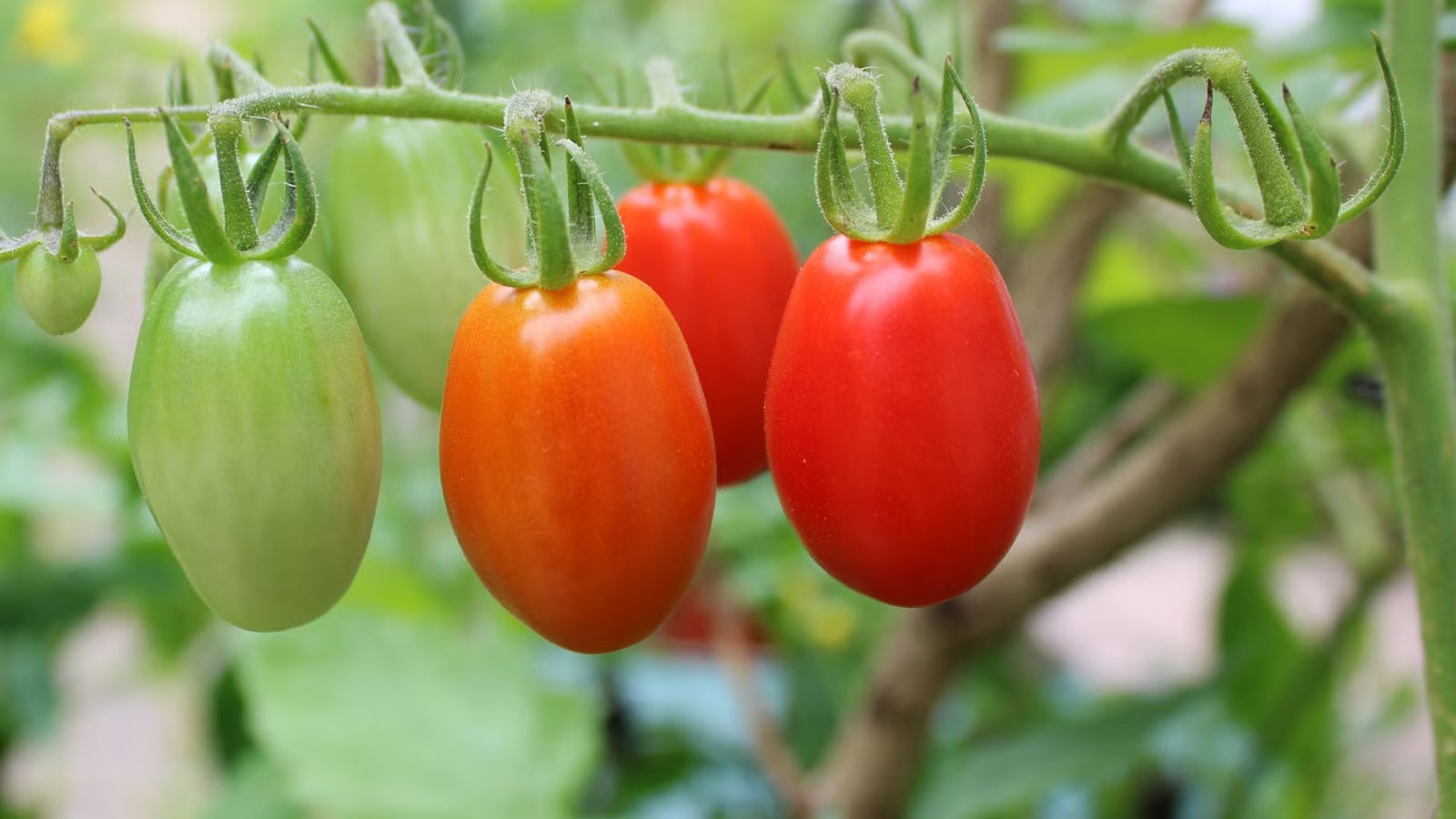 Orange Grape Tomato Seeds for Planting