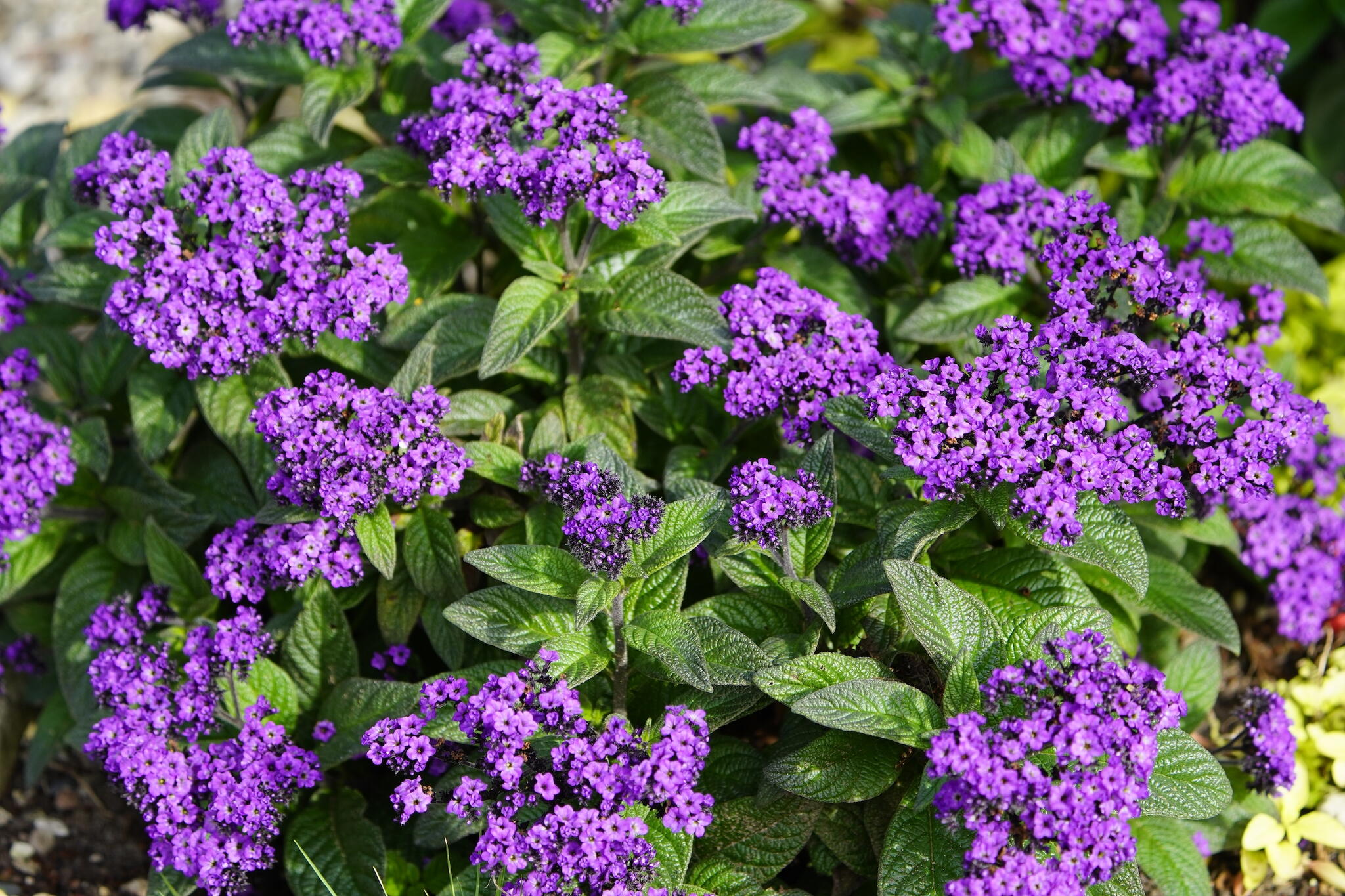 Heliotrope Blue Flower Seeds for Planting | Beautiful Fragrant Blooms - Evergrowseeds