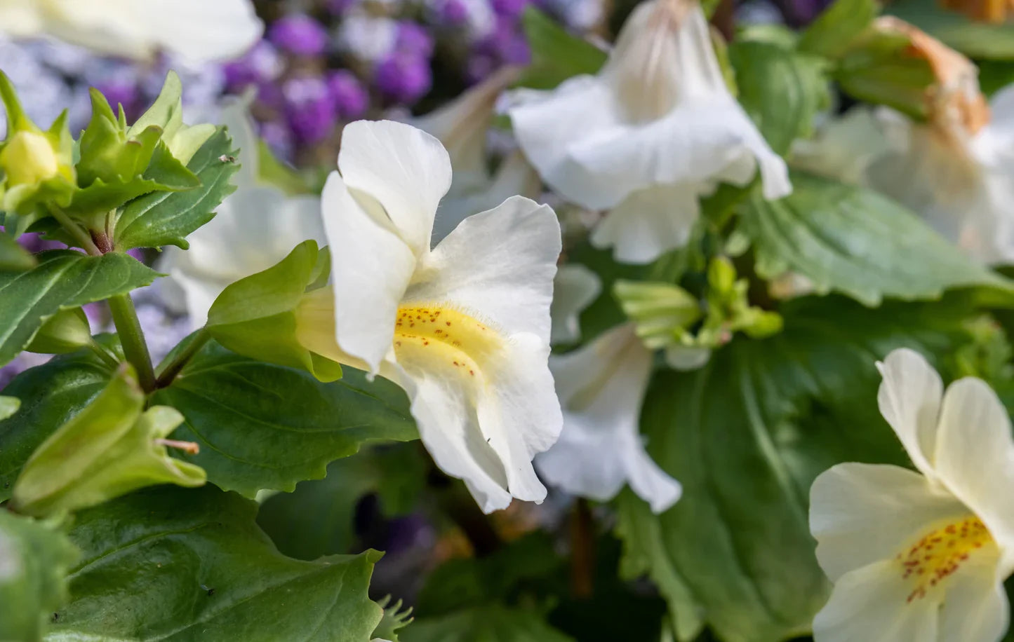 White Mimulus Flower Seeds for Planting Seed for Lush Gardens and Delightful Blooms
