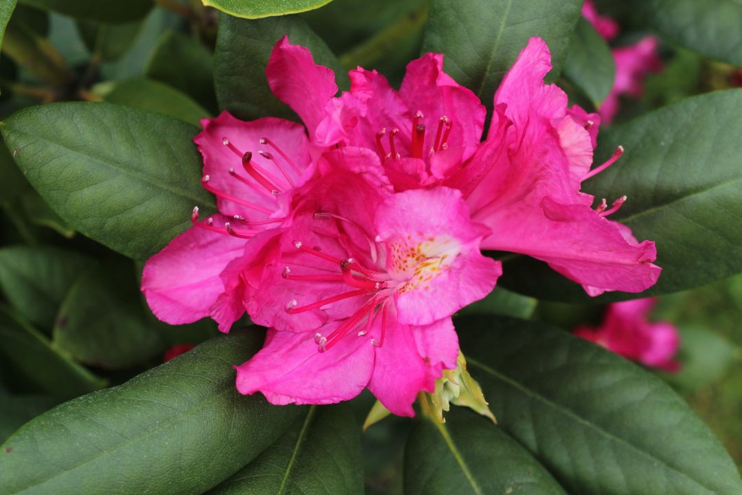 Azalea Pink Rhododendron Flower Seeds for Planting Sun Loving Heirloom & GMO Free Seeds for Home Garden
Sale