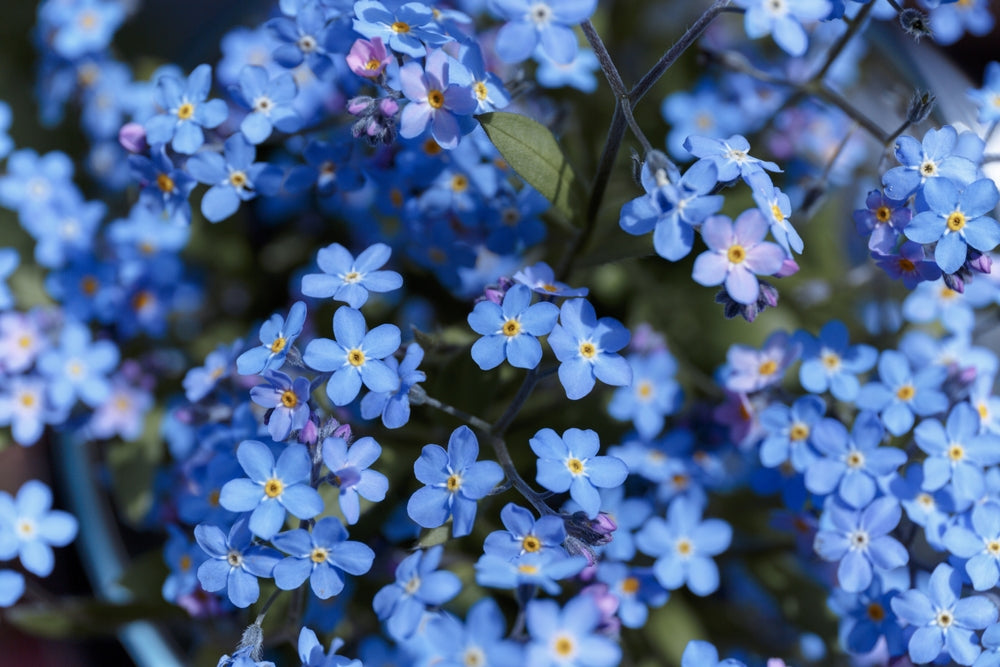 Blue Alpine Forget me not Flower Seeds or Heavenly Hybrid-MYOSOTIS ALPESTRIS/Pure Flower seeds for Planting - Premium Qu