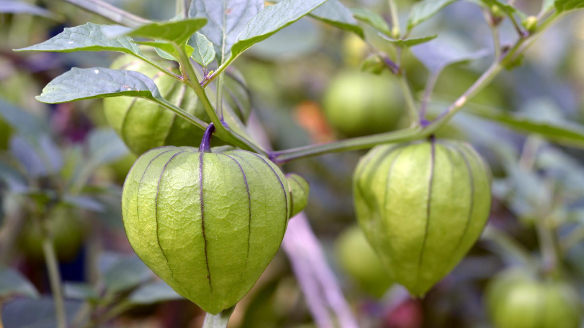 Purple Tomatillo Seeds for Planting
