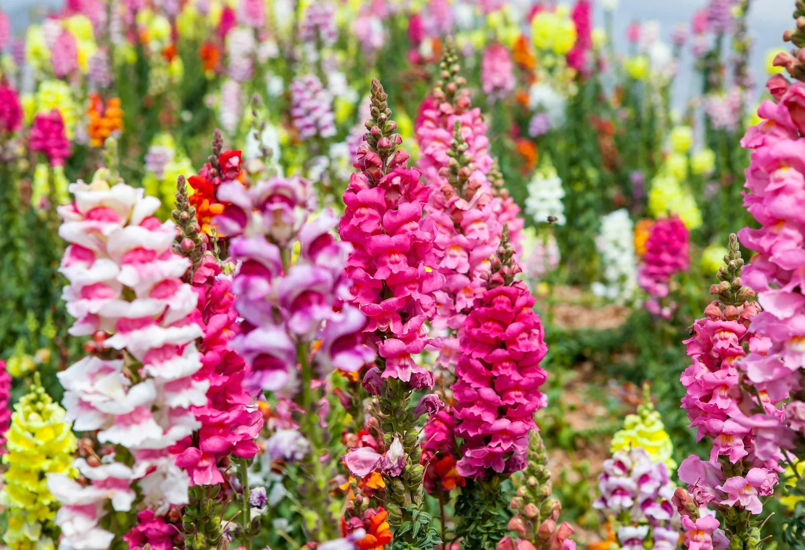 Antirrhinum Flower seeds for Planting Bright Blooms Heirloom & GMO Free Seeds for Home Garden