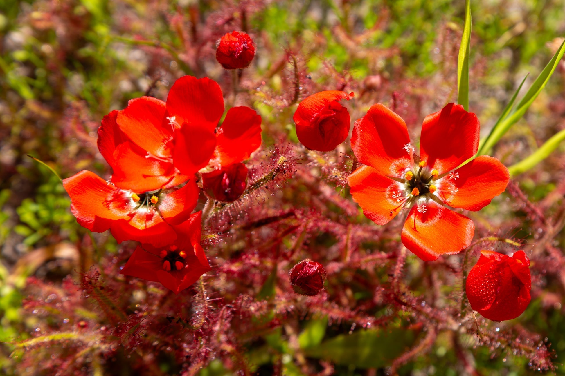 Red Sundew Flower seeds for Planting Shade Tolerant Heirloom & GMO Free Seeds for Home Garden