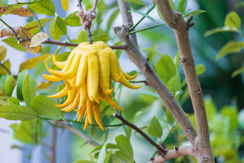 Sarcodactylis Seeds for Easy Planting, Quality Seeds for Your Garden
