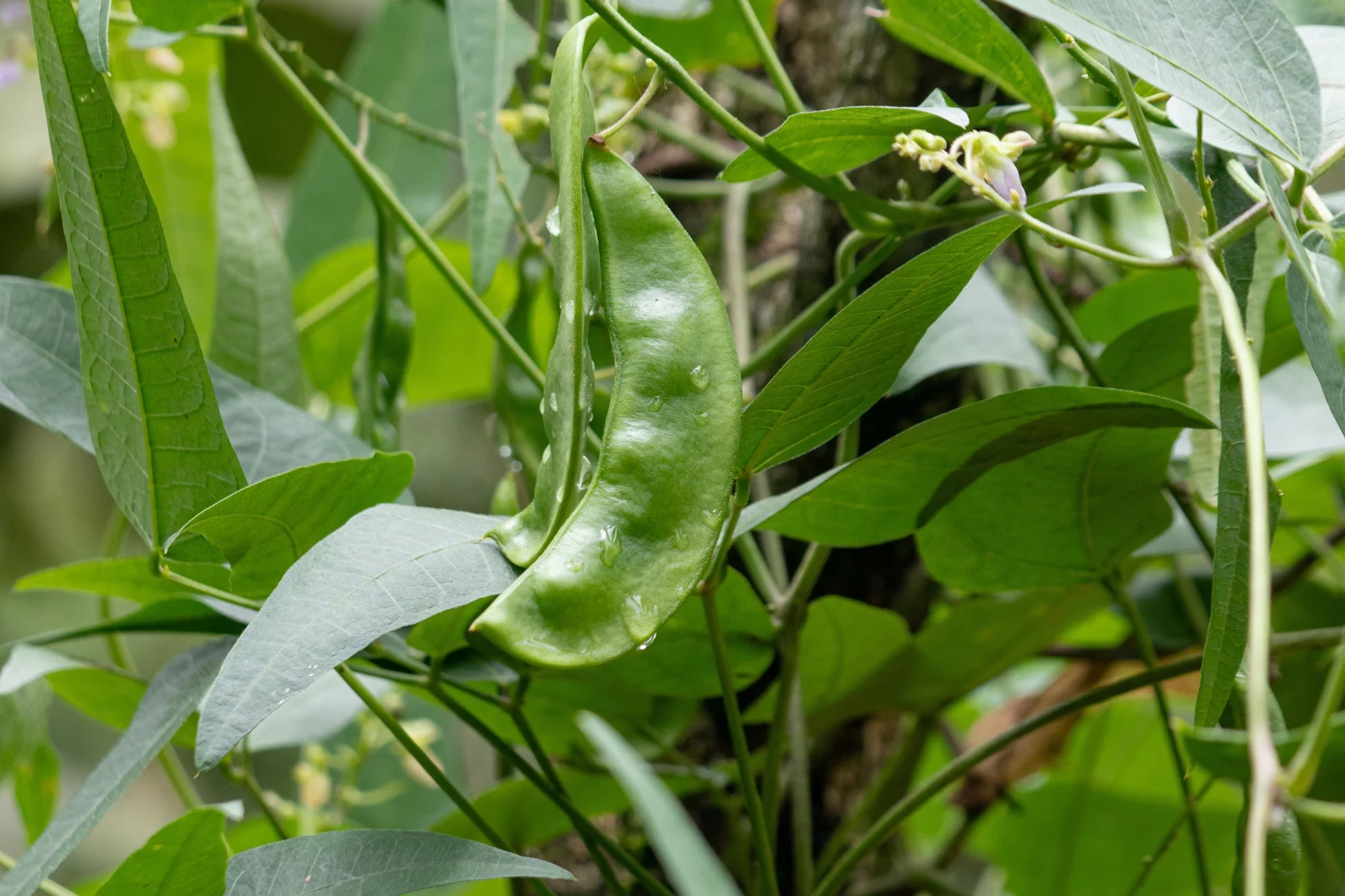 White Dixie Butter Vegetable Seeds for Planting