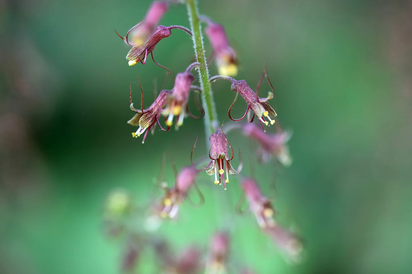 Tolmiea Flower Seeds for Easy Planting