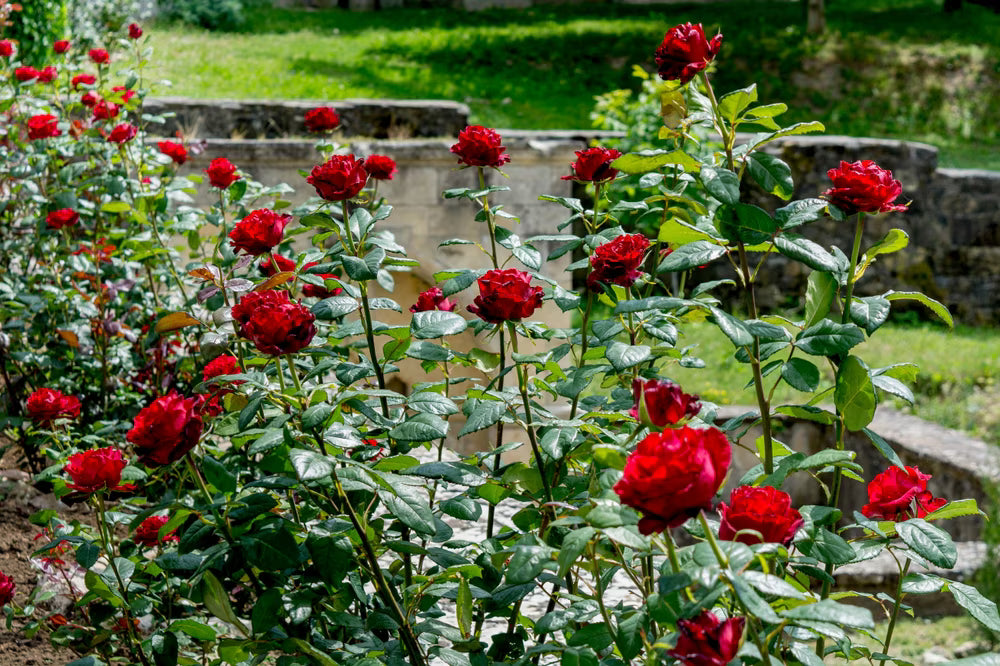 Fragrant Red Rose Flower seeds for Planting - Vibrant Colors, Heirloom & GMO Free Seeds for Home Garden
