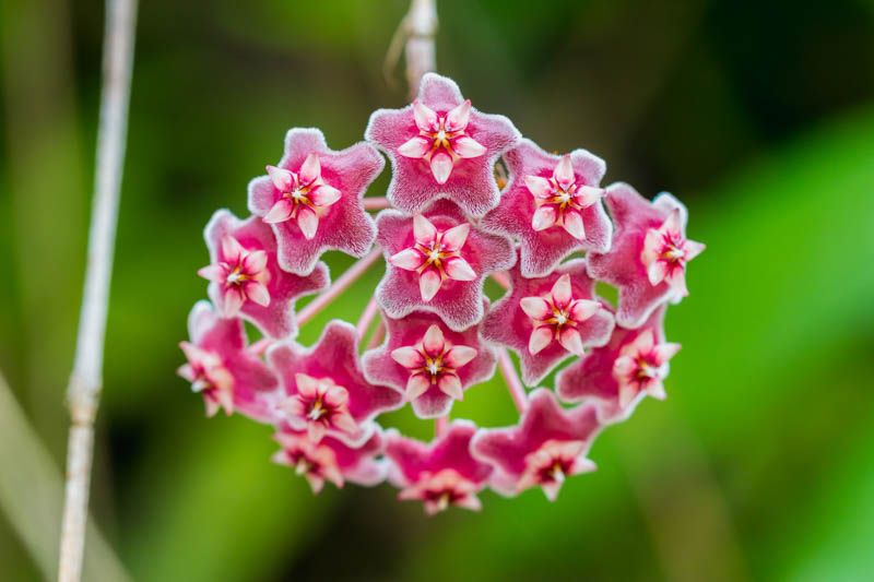 White Pink Hoya Flower Seeds for Planting Premium Quality Heirloom & GMO Free Seeds for Home Garden
Sale