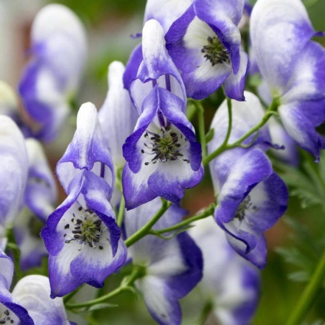 Blue Aconitum Flower seeds for Planting - Sun Loving, Heirloom & GMO Free Seeds for Home Garden