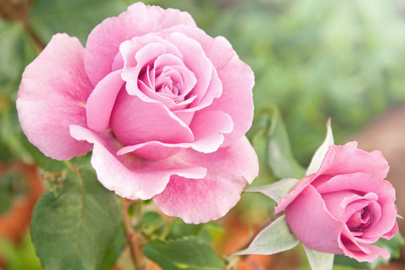 Pale Pink Rose Flower Seeds for Planting Long Bloom Season Heirloom & GMO Free Seeds for Home Garden
Sale