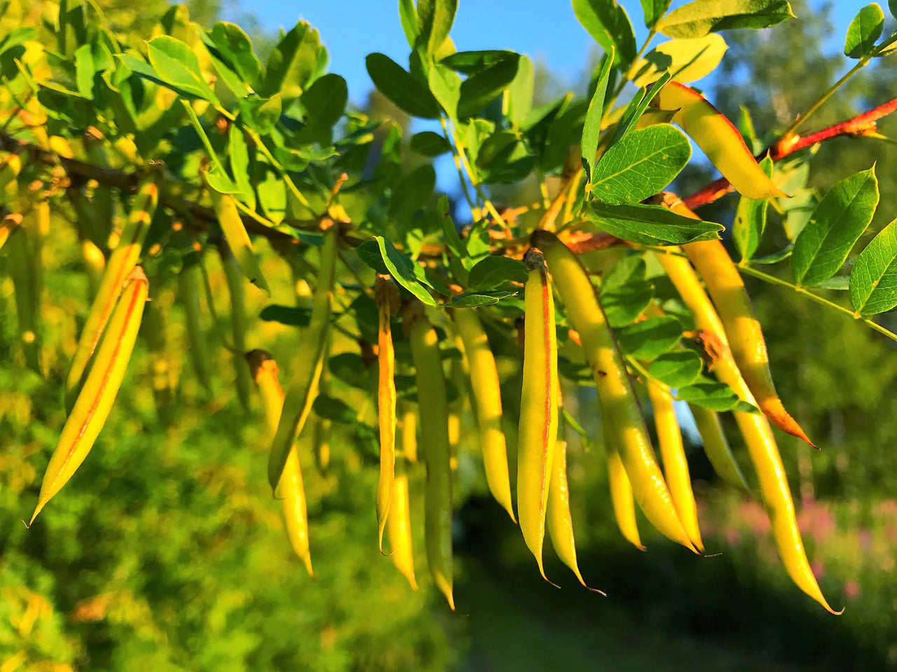 Caragana Arborescens Seeds for Planting - Green Tree Variety