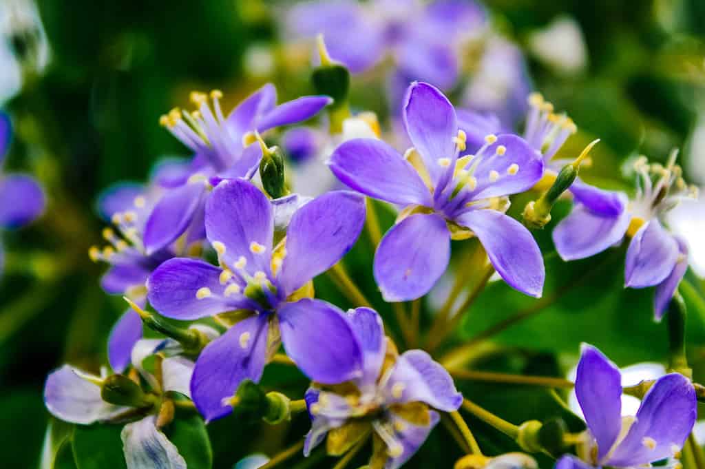Lignum Flower seeds for Planting - Low Maintenance, Heirloom & GMO Free Seeds for Home Garden