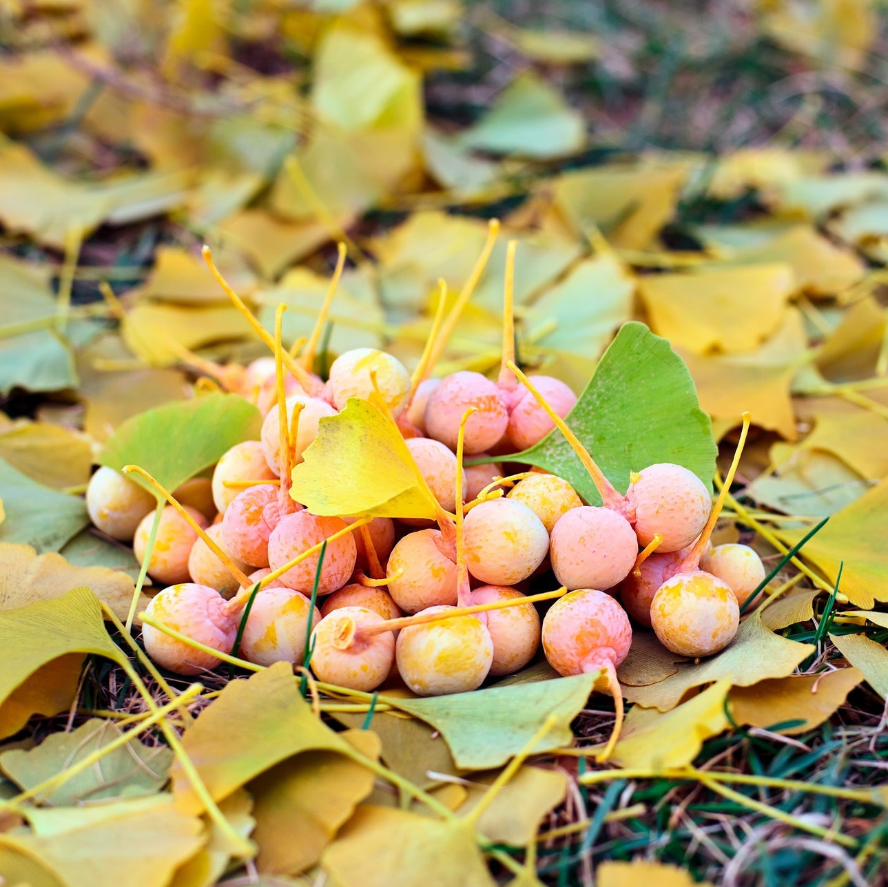 Stack of pink and yellow spherical objects on a bed of yellow leaves