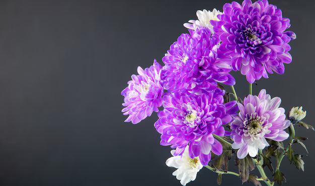 Violet White Chrysanthemum Flower Seeds for Planting – Heirloom, Non-GMO, Bright Bloom Garden Seeds