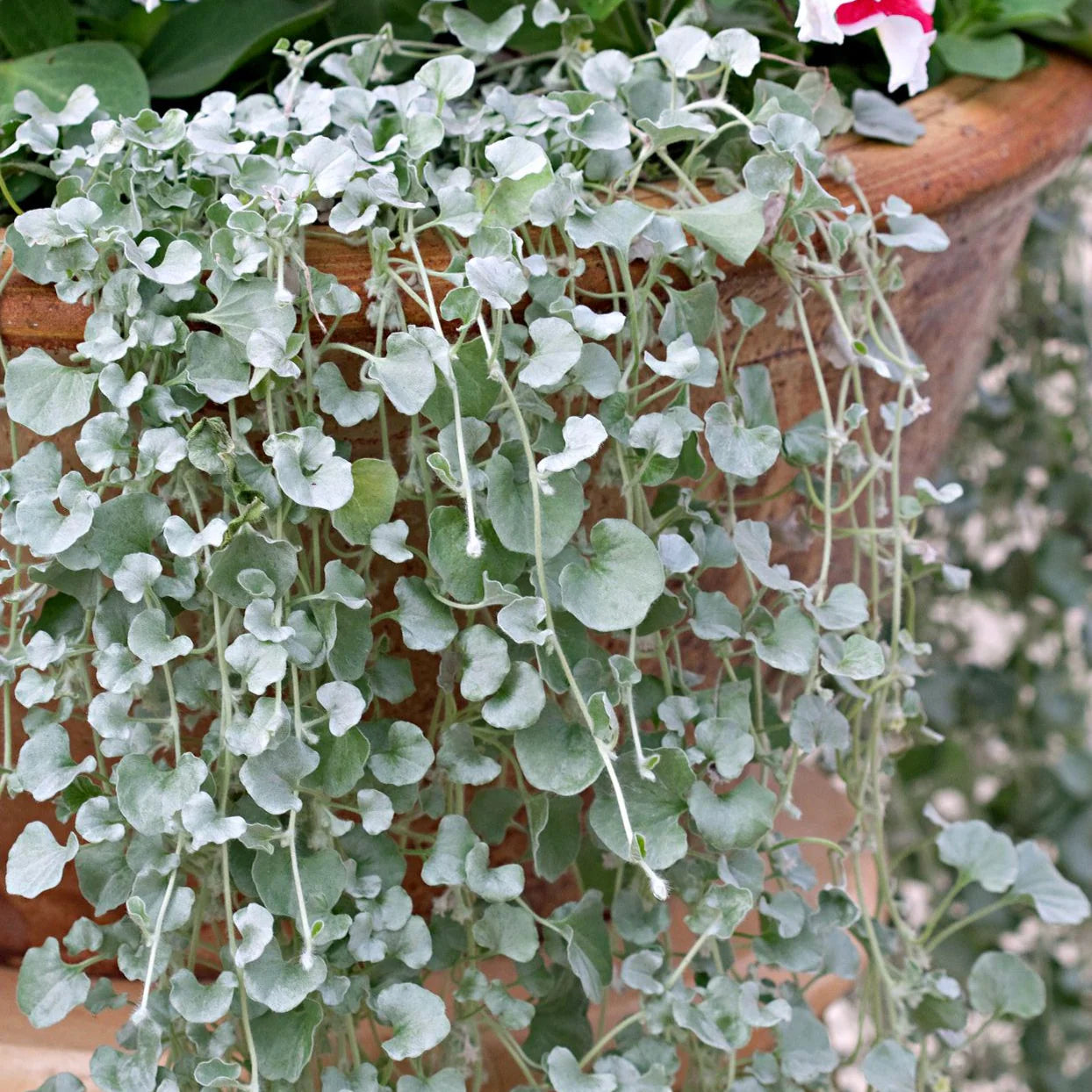 Buy Dichondra Silver Falls Seeds Online – Trailing Ornamental Foliage Plant
