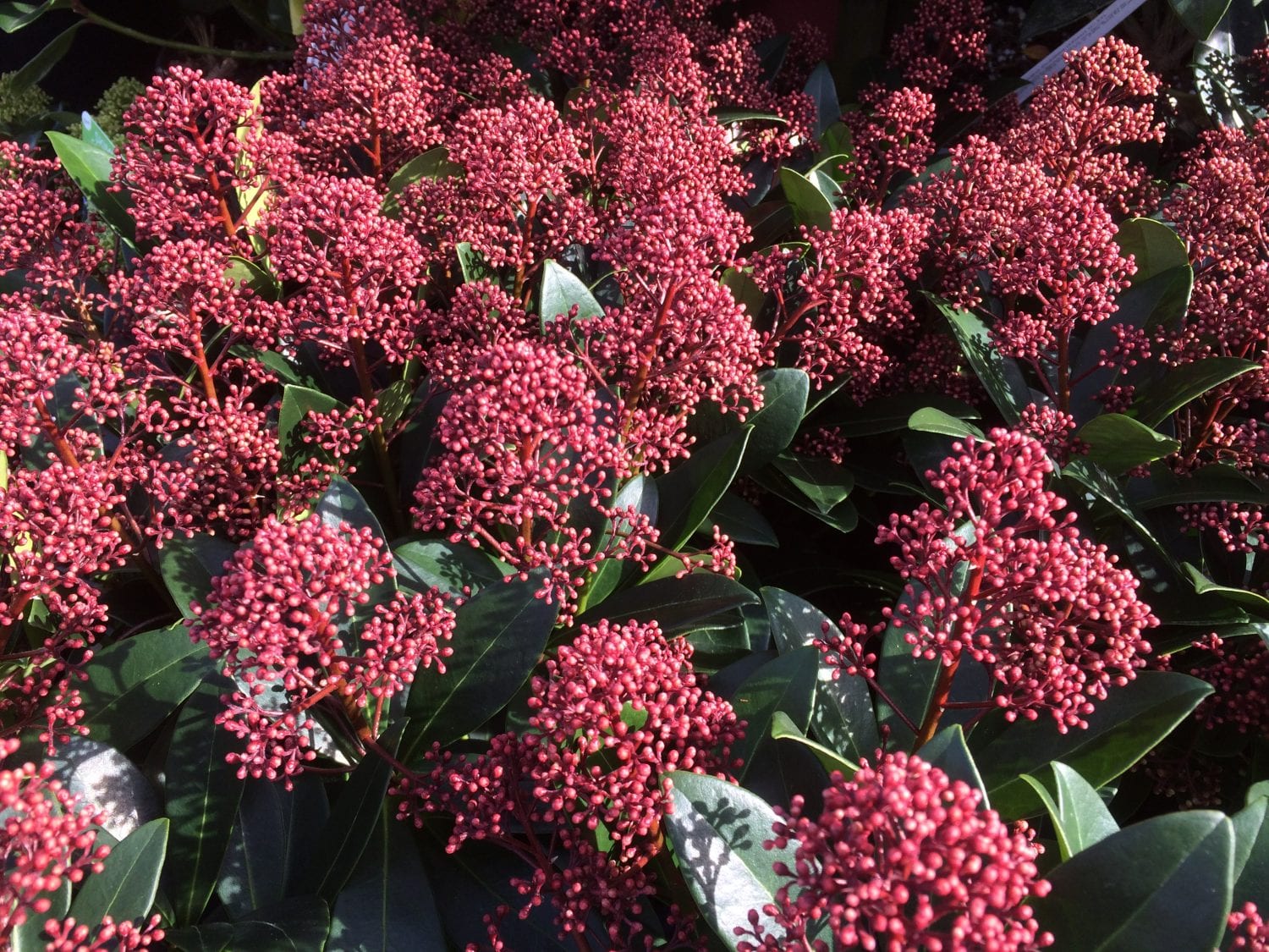 Skimmia Flower seeds for Planting Long Bloom Season Heirloom & GMO Free Seeds for Home Garden