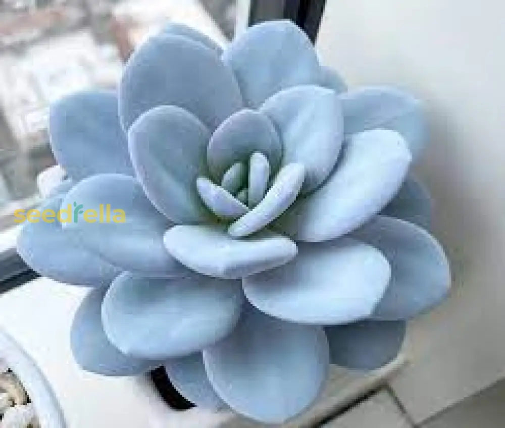 Sky Blue Echeveria Purpusorum Seeds