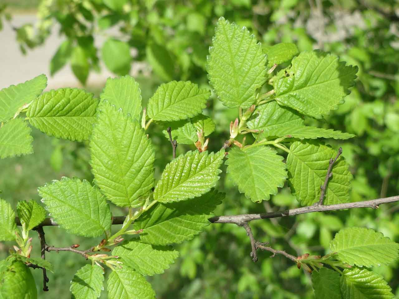 Slippery Elm Seeds for Planting: Nourish Your Garden with This Unique Tree