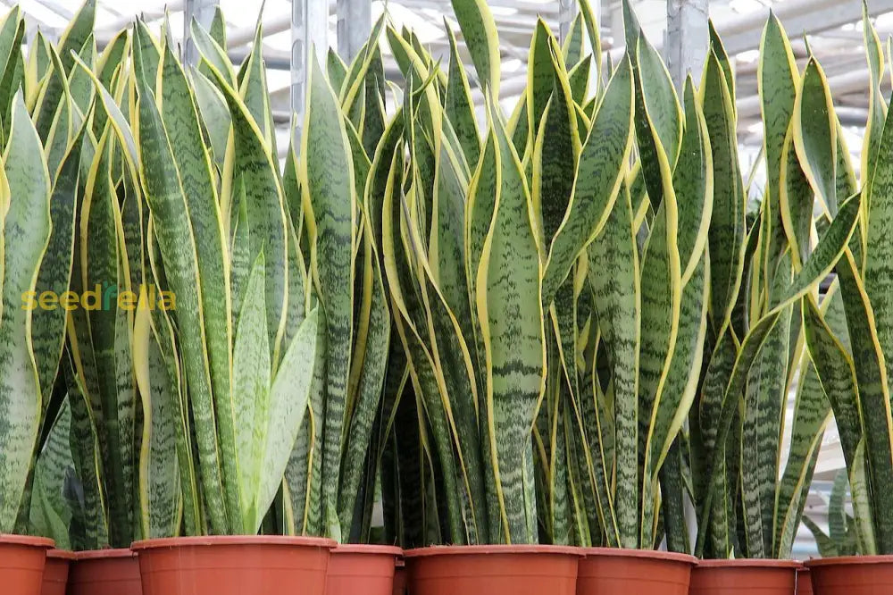 Snake Plant Seeds For Gardening & Planting: Growing Your Own Beautiful Houseplants Seeds
