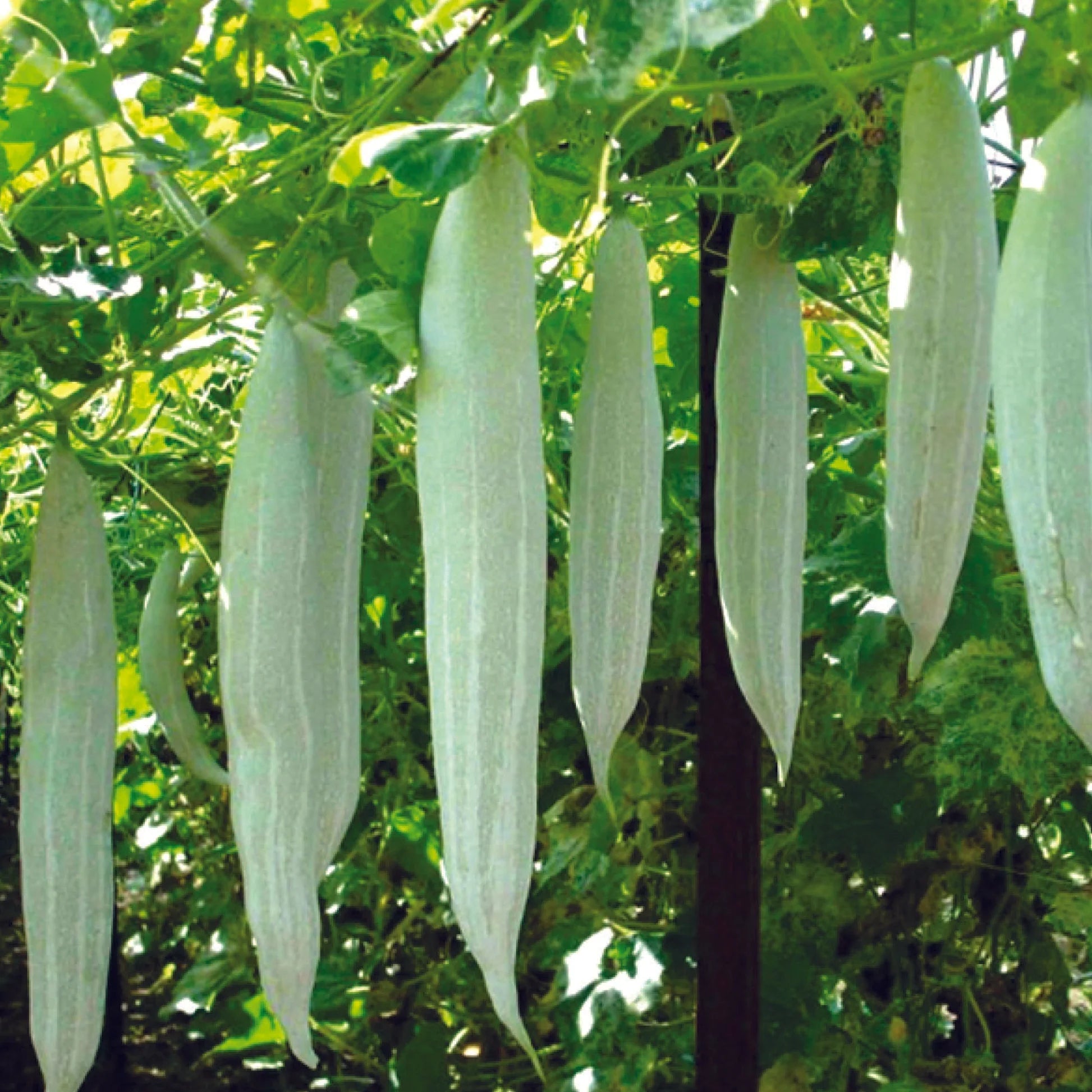 Green Snake Gourd Vegetable Seeds for Your Garden