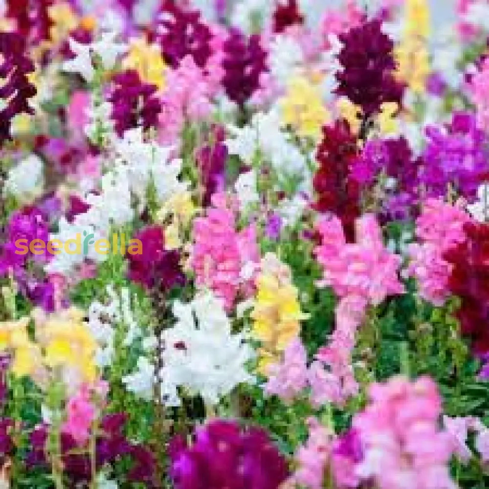 Snapdragon Flower Seeds For Planting Colorful Annual & Biennial Garden Blooms