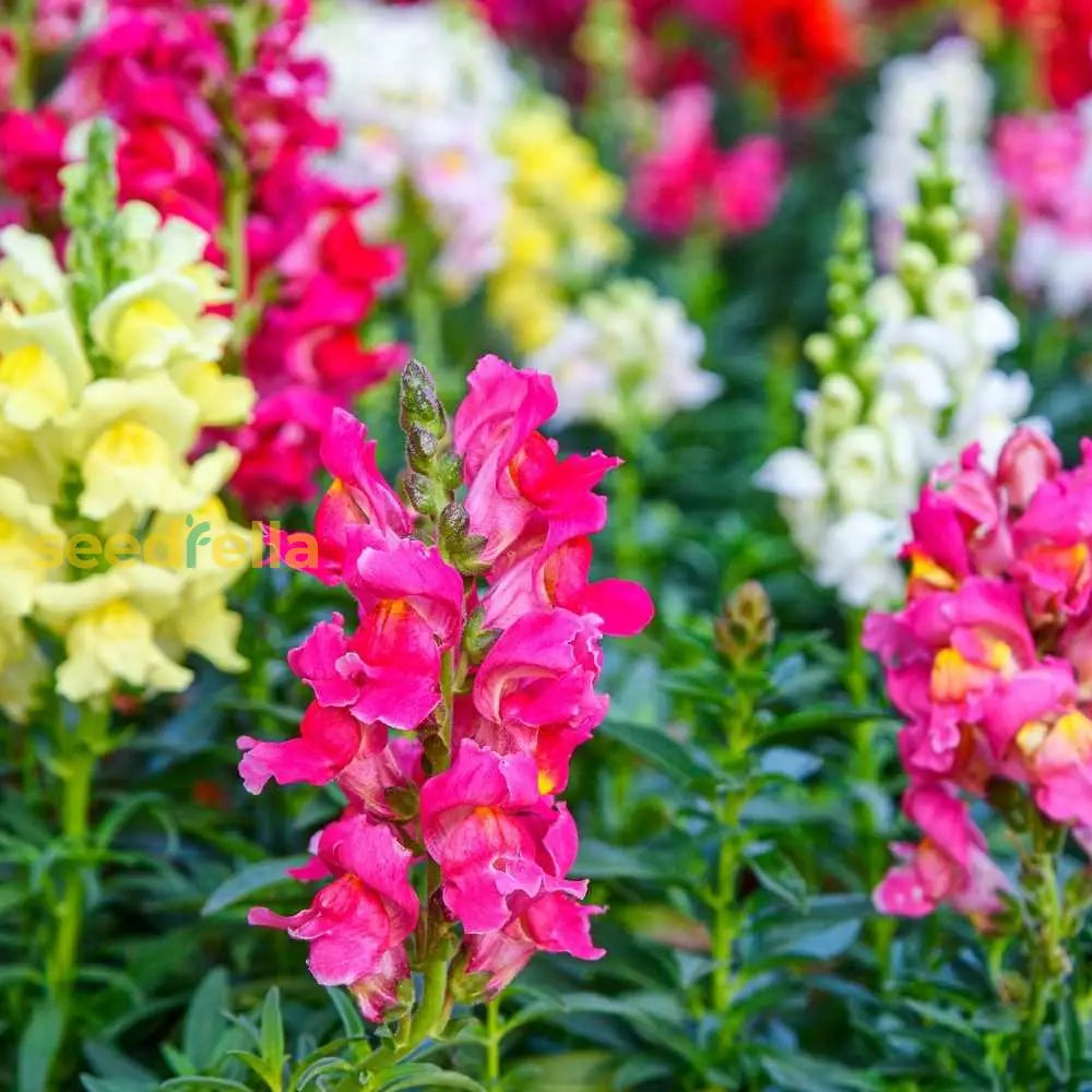 Snapdragon Flower Seeds For Planting Colorful Annual & Biennial Garden Blooms