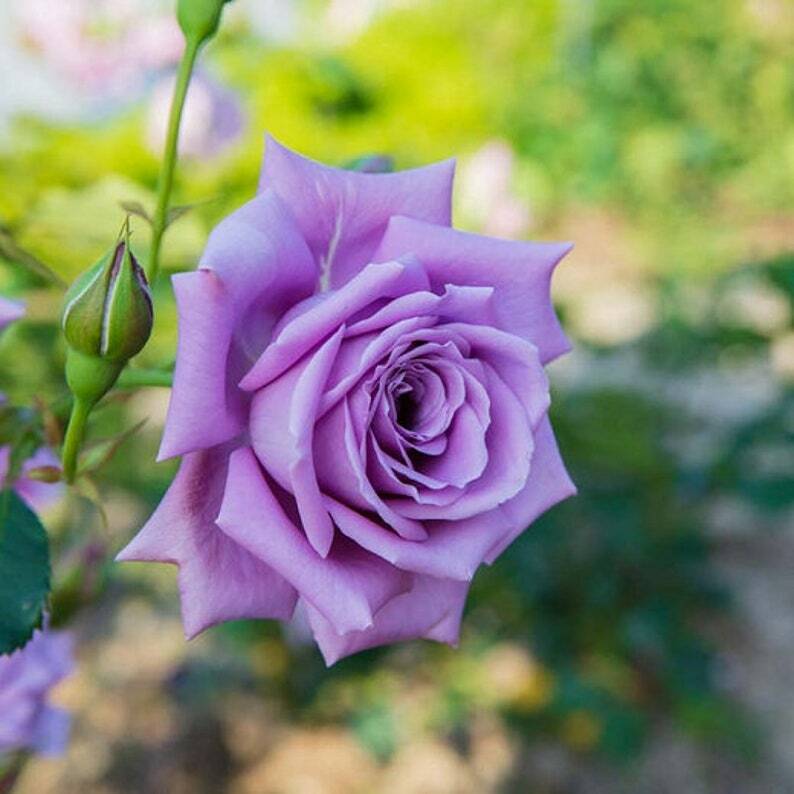 Snow Rose Flowers for Garden Borders and Landscaping