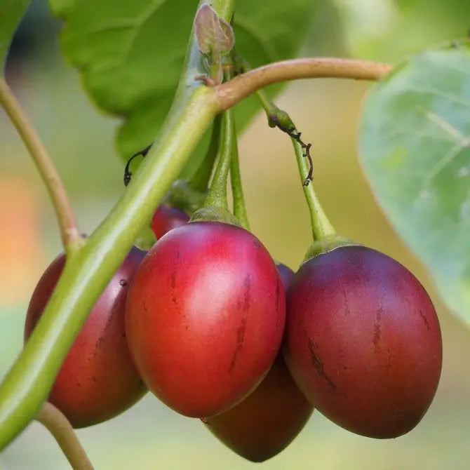 Tamarillo Planting Essentials for Your Garden - Seed for Delicious Harvests