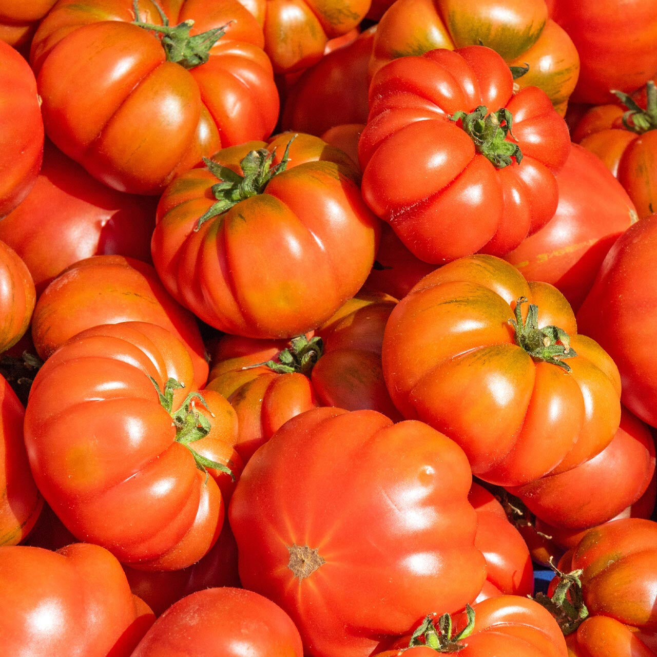 Red Sicilian Togetta Vegetable Seeds - Planting Guide