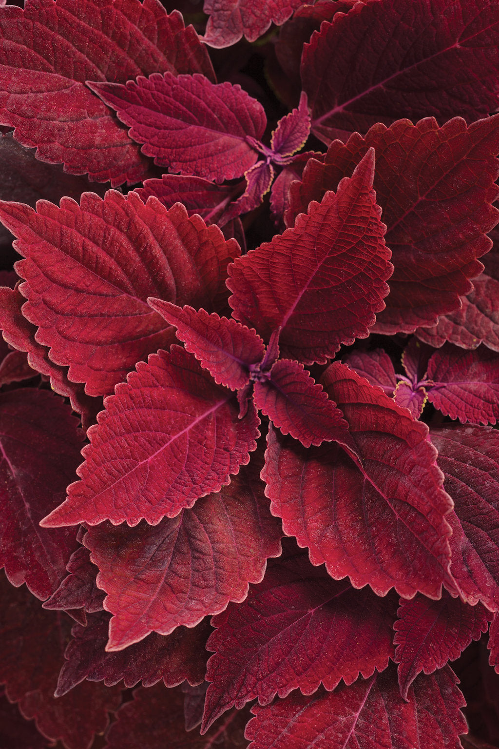 Red Coleus Flower seeds for Planting - Sun Loving, Heirloom & GMO Free Seeds for Home Garden