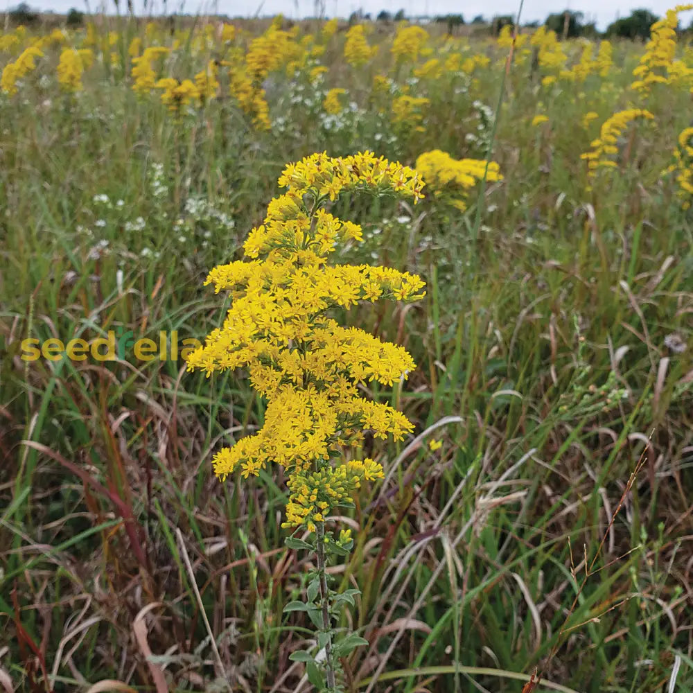 Solidago Plant Seeds Planting